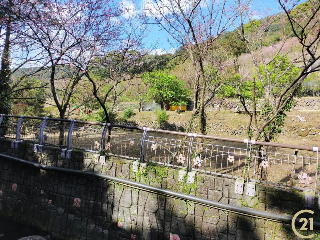 (021)陽明櫻木花農園