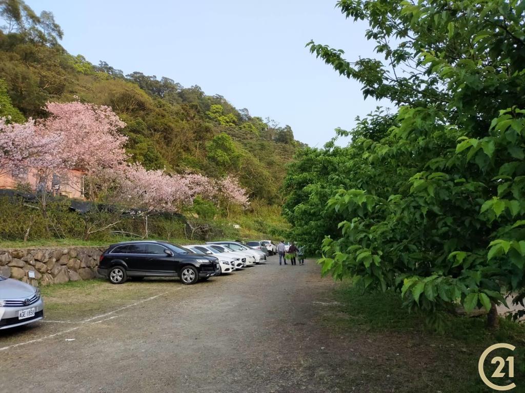 (021)陽明櫻木花農園