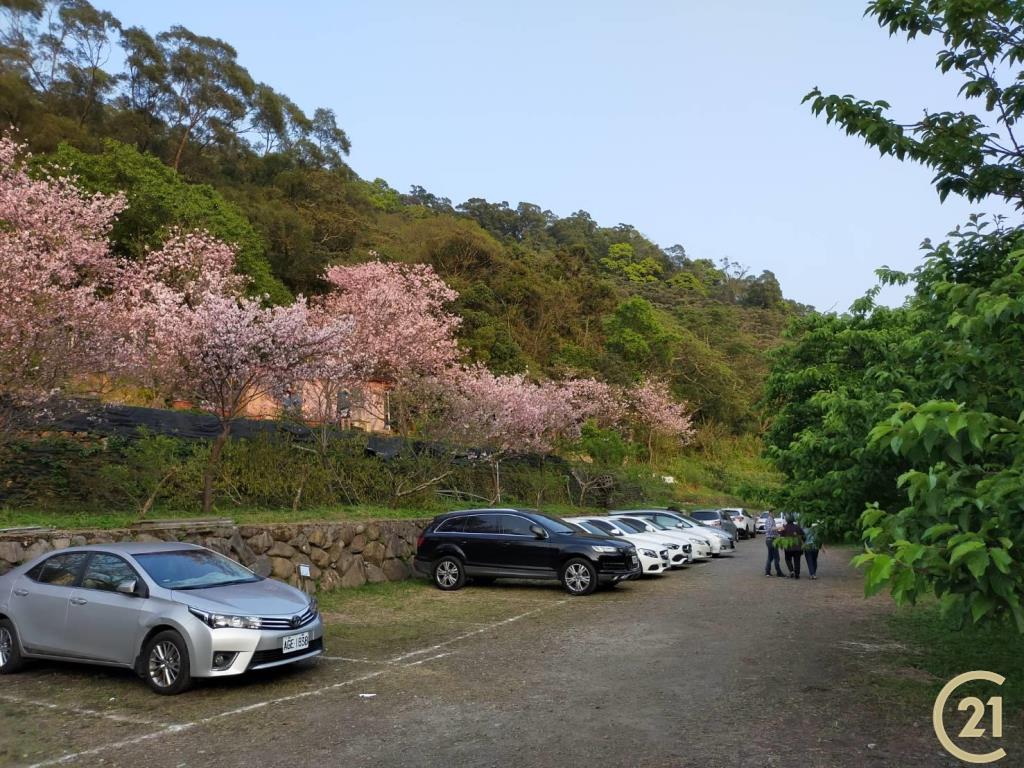 (021)陽明櫻木花農園