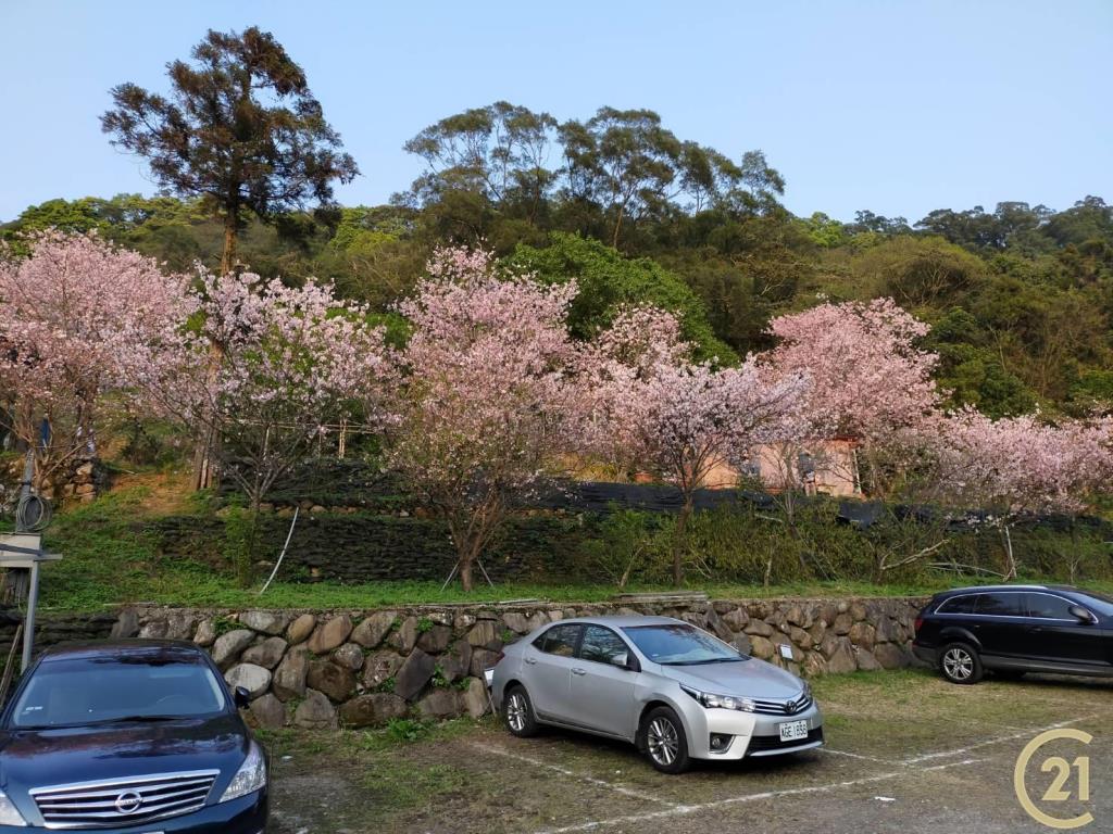 (021)陽明櫻木花農園