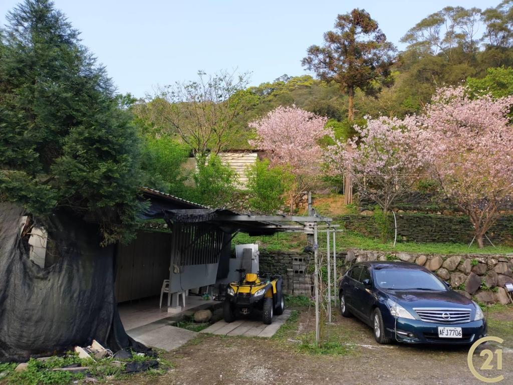 (021)陽明櫻木花農園