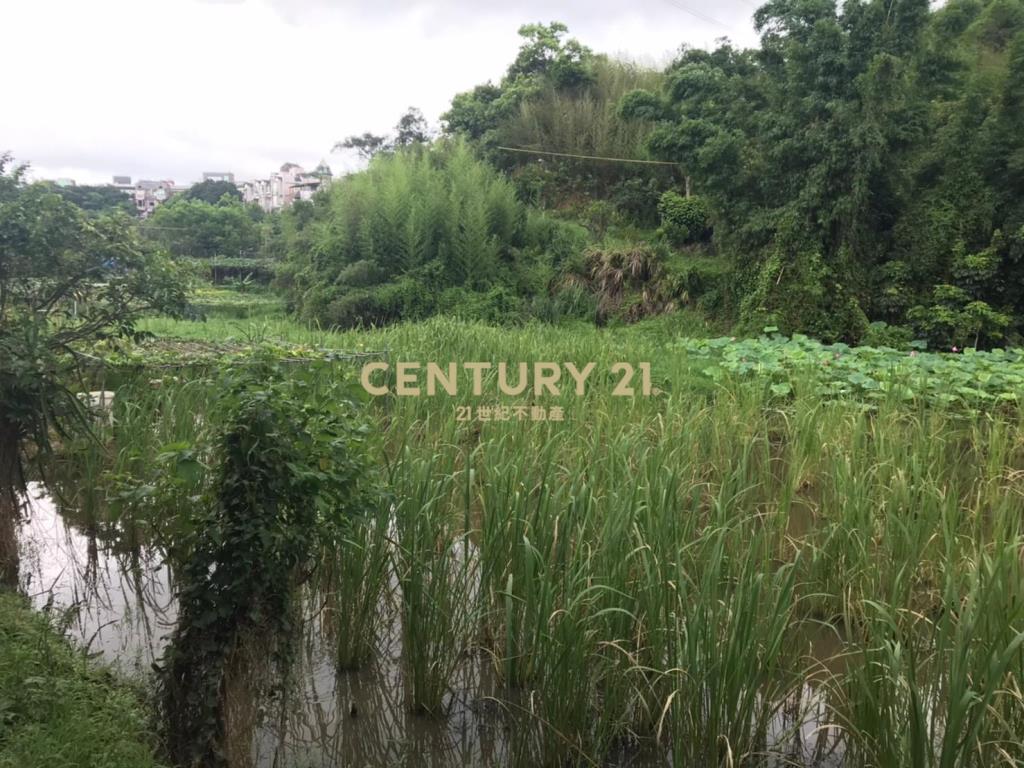 內湖大湖段農地