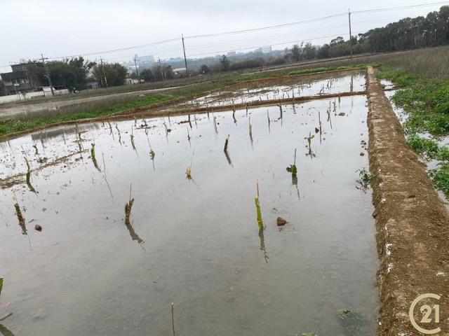 楊梅富岡國中美田