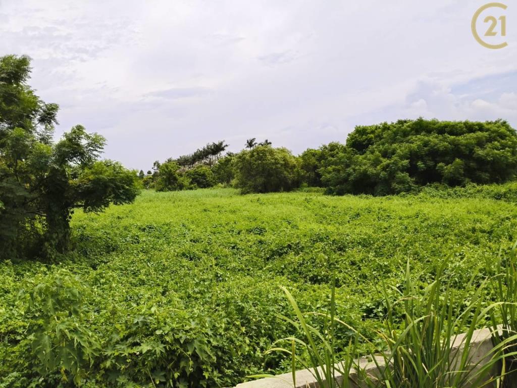 山東大莊路方正田