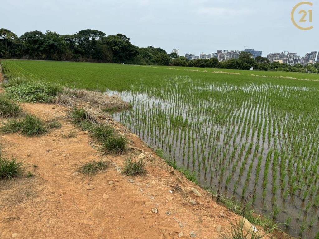 新生路都計內農地