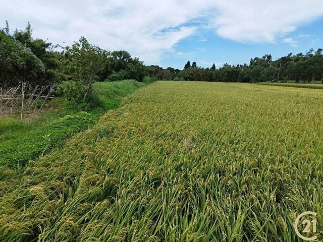 新屋雙面臨路方正農地