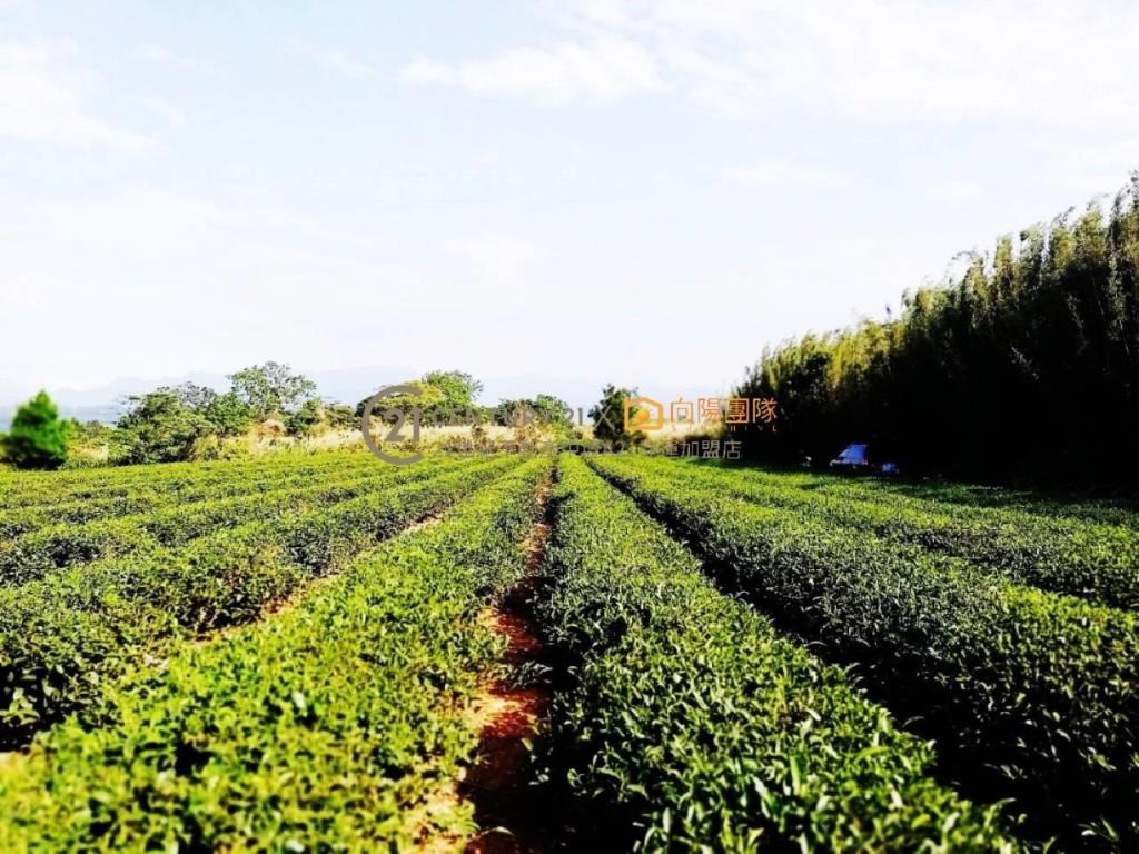 【向陽團隊】六福村茶園