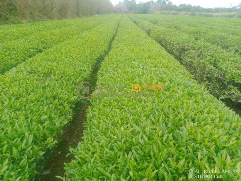 【向陽團隊】六福村茶園