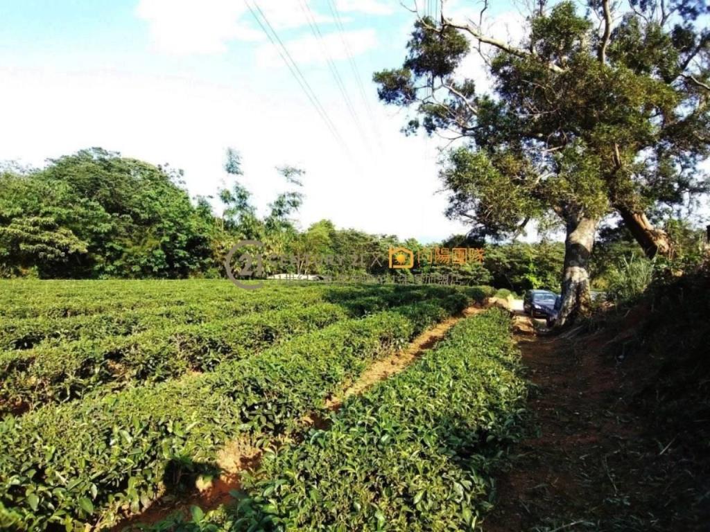 【向陽團隊】六福村茶園