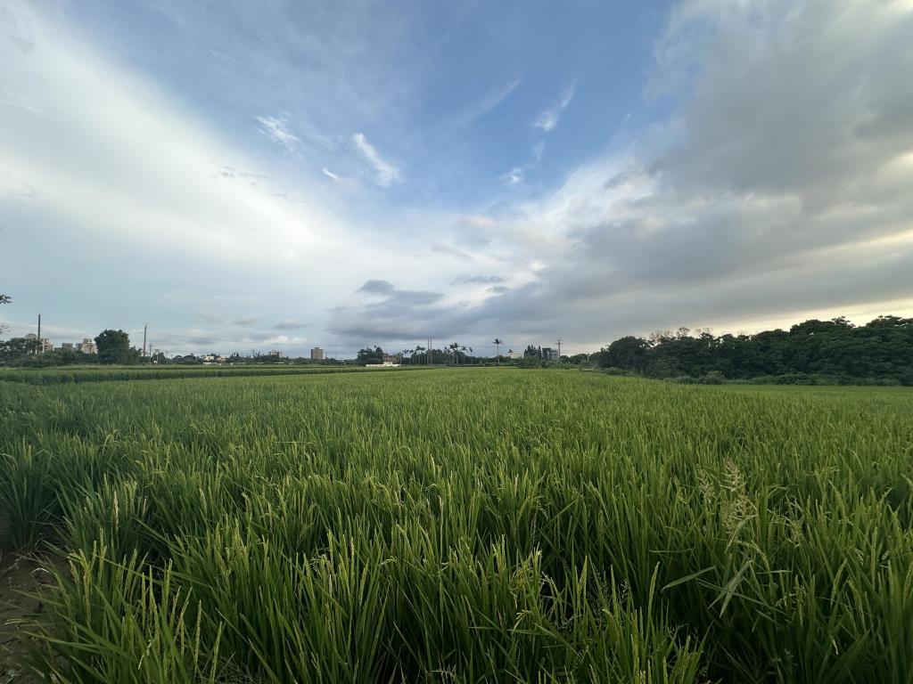 【向陽團隊】央大美農地