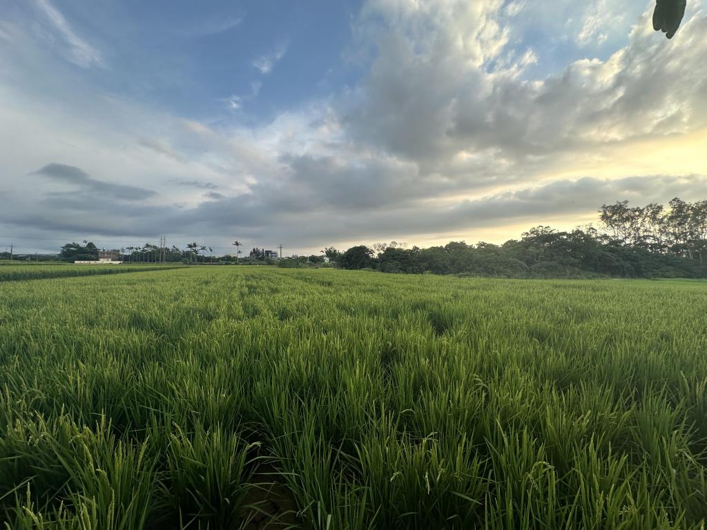 【向陽團隊】央大美農地