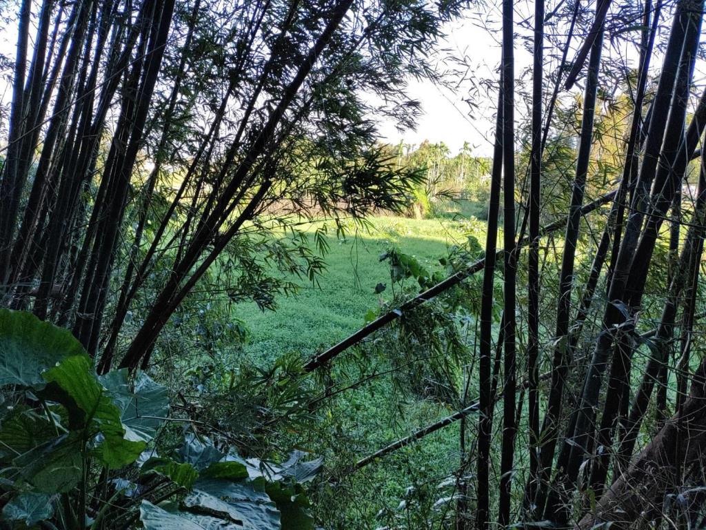 【向陽團隊】石門大圳水岸綠廊超美農地