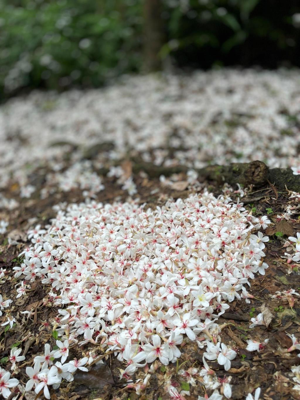 【向陽團隊】楊梅長青二街歐式木屋