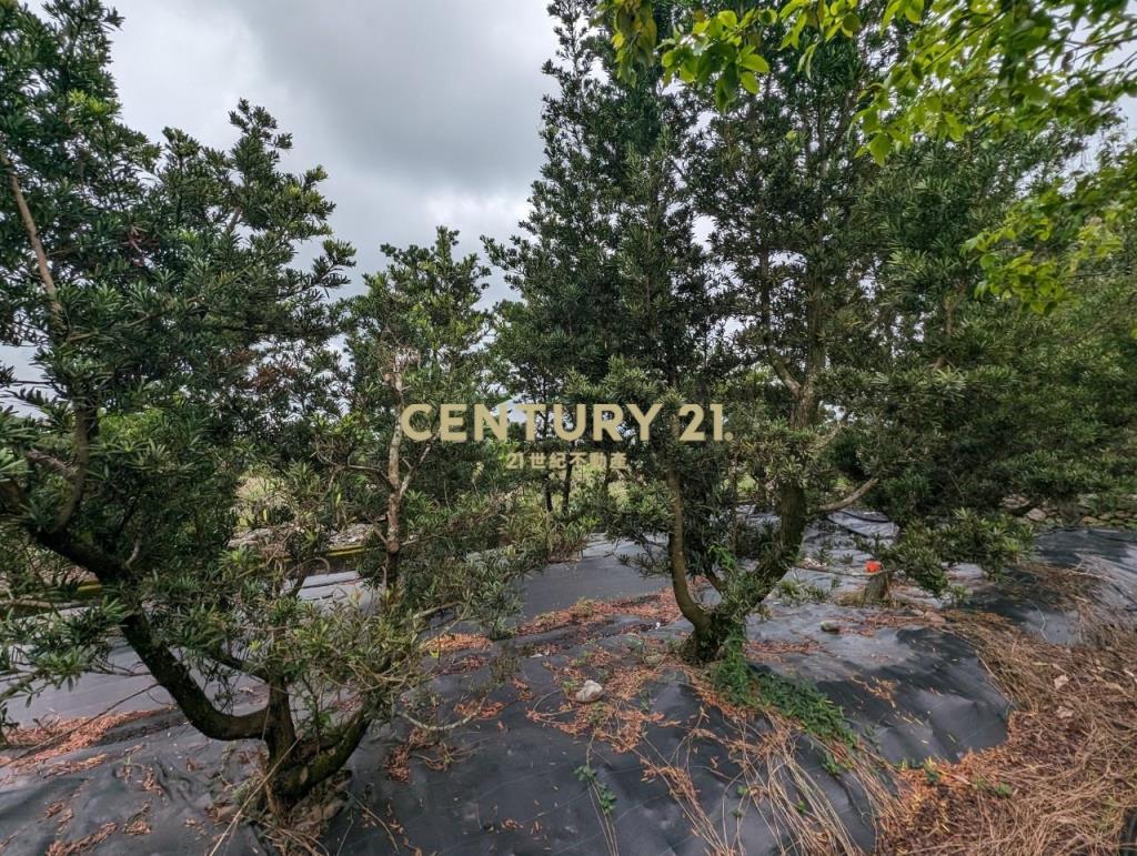 FC351山景免填土附曬場果樹農地