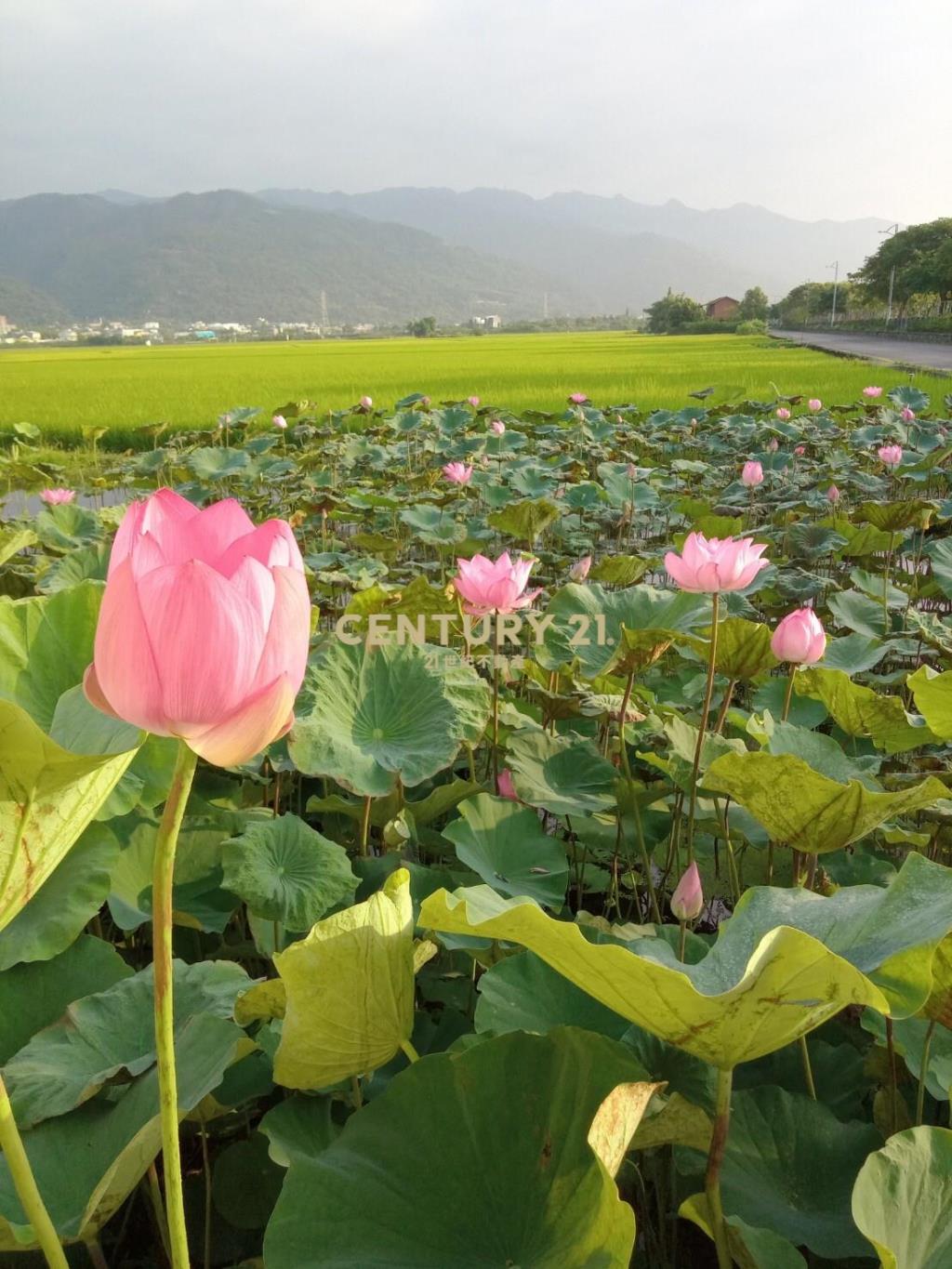 DE084頭城蓮花池懷舊農舍