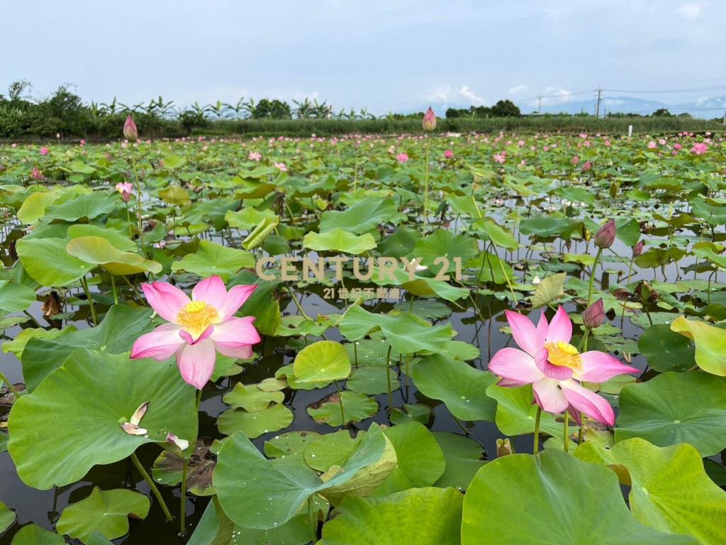 FC349蘭陽溪口荷花田足坪農地