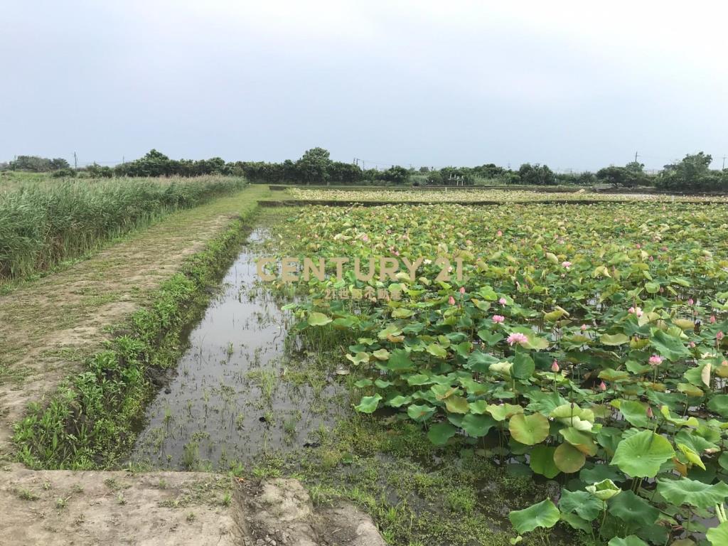 FC349蘭陽溪口荷花田足坪農地