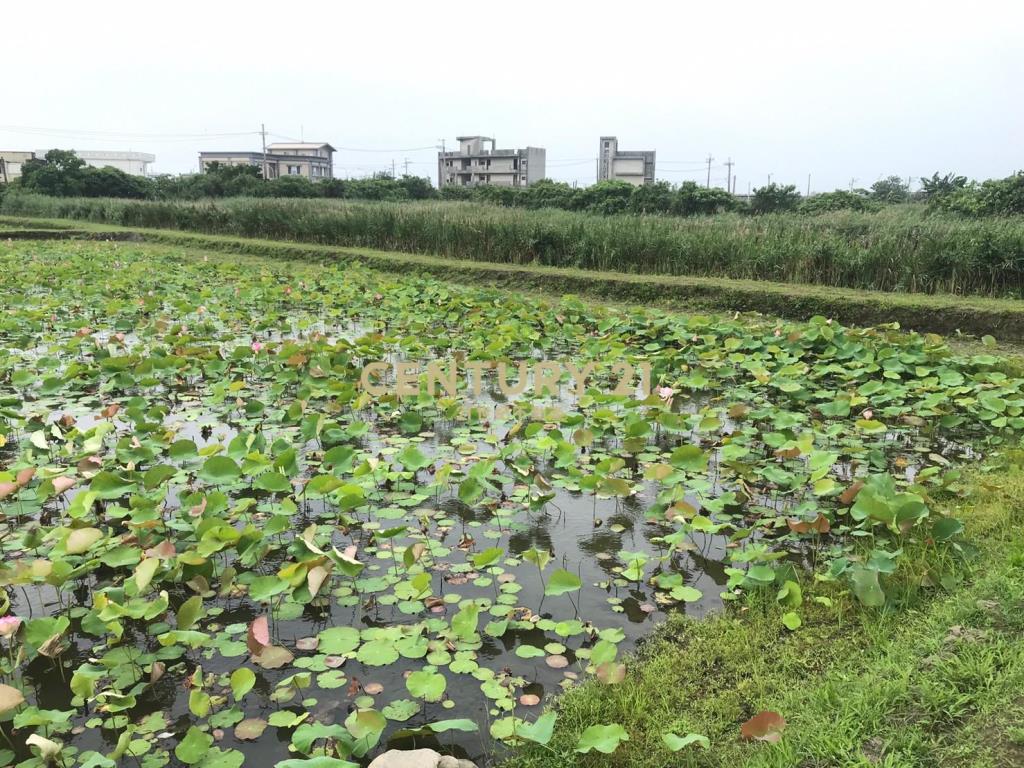 FC349蘭陽溪口荷花田足坪農地