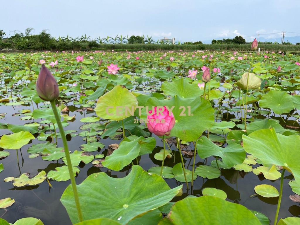 FC349蘭陽溪口荷花田足坪農地