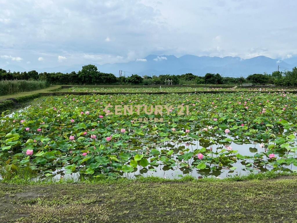 FC349蘭陽溪口荷花田足坪農地