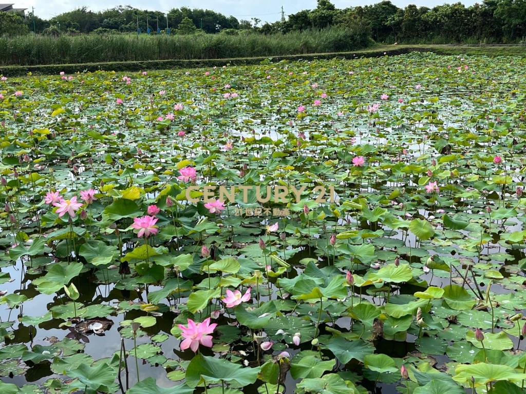 FC349蘭陽溪口荷花田足坪農地