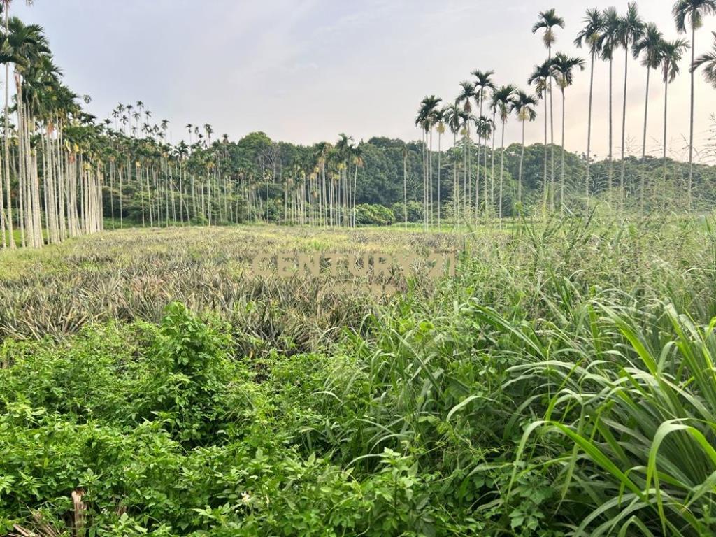 南投土地-名間赤水一般農鳳梨園美農地