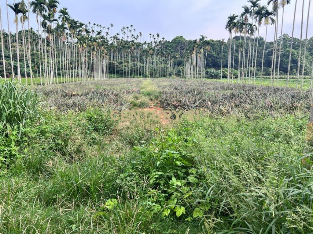 南投土地-名間赤水一般農鳳梨園美農地