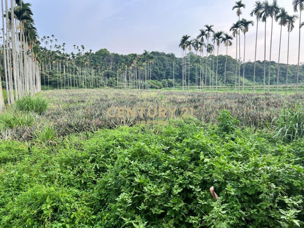 南投土地-名間赤水一般農鳳梨園美農地