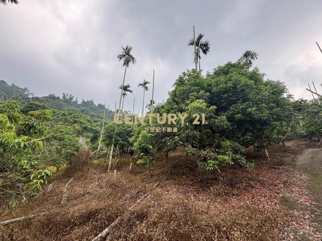 台中土地-霧峰可農保山坡森林農地