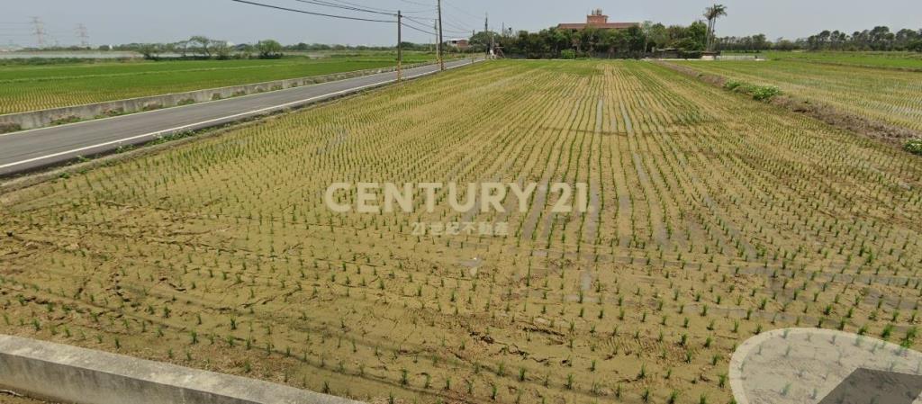 桃園新屋石保路角田（專任）