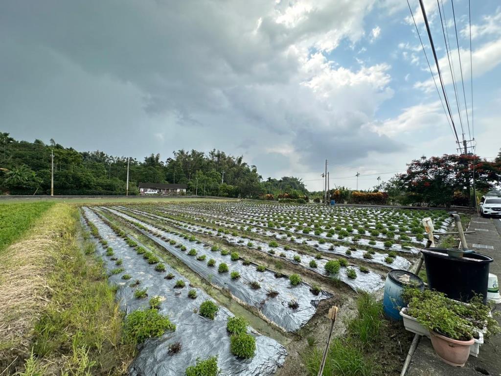 水上成功國小2.5分漂亮農地