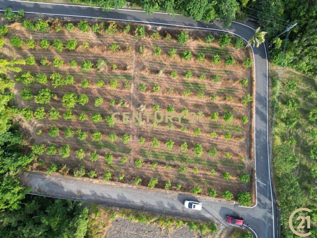 東河隆昌三面臨路果園