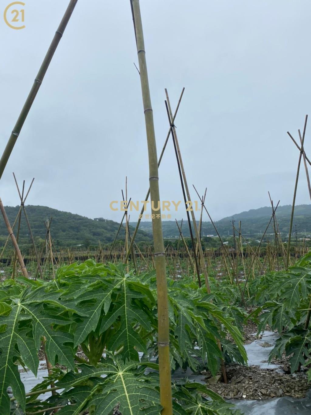 斑鳩三臨路美農地